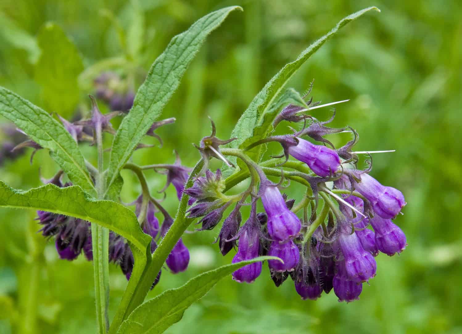 Purple bell-shaped flowers hanging from green stems, surrounded by lush green leaves, blurred green background