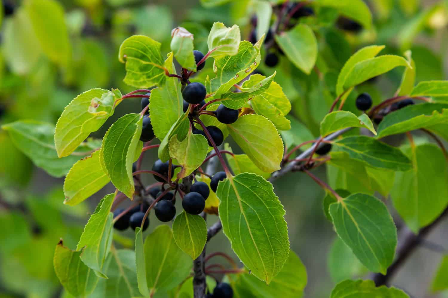 Common buckthorn shrub with dark green oval leaves and clusters of small black berries