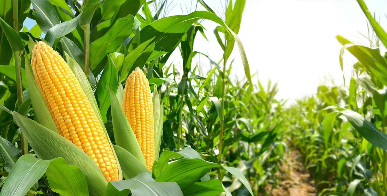 A close-up view of ripe yellow corn cobs on tall green plants, surrounded by lush leaves, with sunlight illuminating the crops