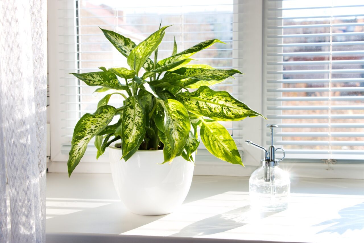 Dieffenbachia plant, large green leaves with white speckled patterns, growing in a glossy white pot, placed on a bright windowsill with white blinds