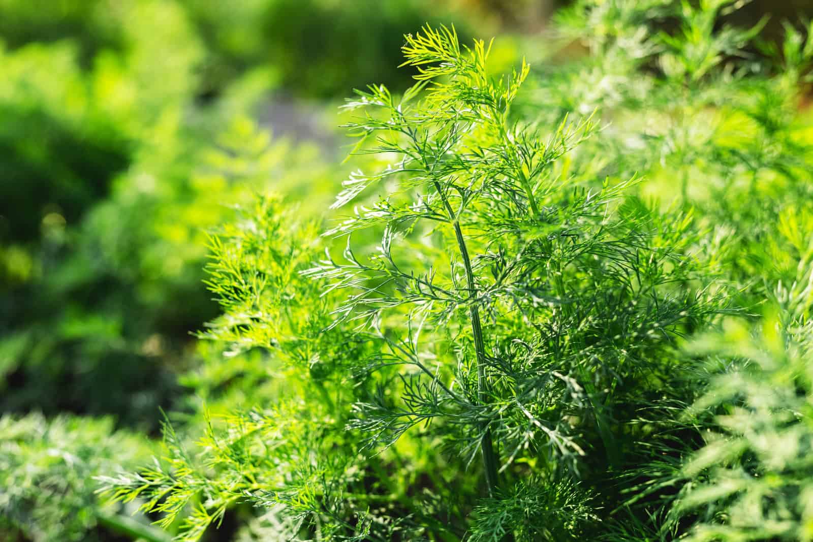 Dill plant growing in a garden, feathery green leaves, sunlight shining on herbs, fresh seasoning for cooking, organic herb cultivation, healthy garden produce, aromatic foliage, outdoor greenery