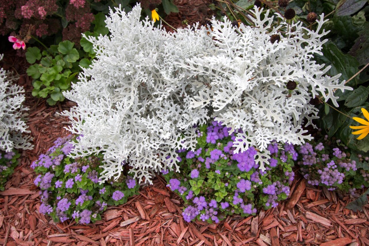 Garden arrangement featuring silvery-white artemisia (dusty miller) plants with feathery foliage alongside small purple flowers. Plants grow from mulched ground with reddish wood chips