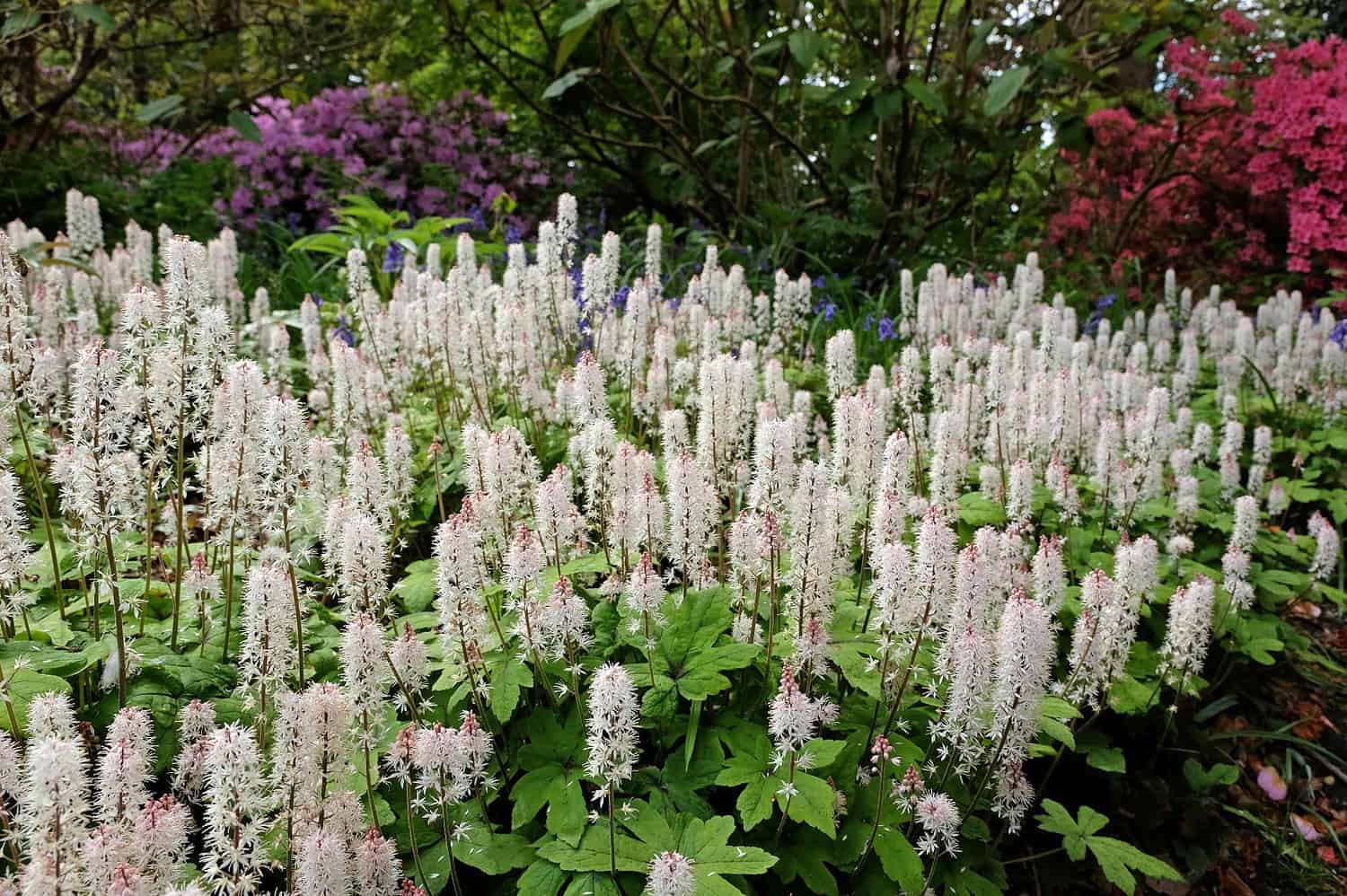 A lush garden display of white flowering plants, likely foamflowers or similar spiky blooms, growing in dense clusters. The white flower stalks rise above green foliage, with hints of purple flowers visible in the background