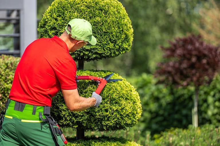 A man in red shirt and green cap carefully trimming large round topiary bushes with electric hedge trimmer