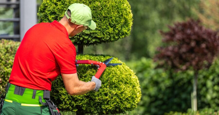 A man in red shirt and green cap carefully trimming large round topiary bushes with electric hedge trimmer
