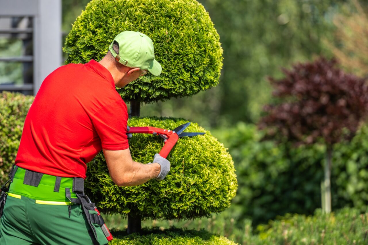 A man in red shirt and green cap carefully trimming large round topiary bushes with electric hedge trimmer
