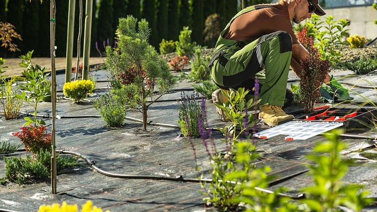 A gardener installing an automatic irrigation system, drip irrigation pipes laid on soil, efficient water management
