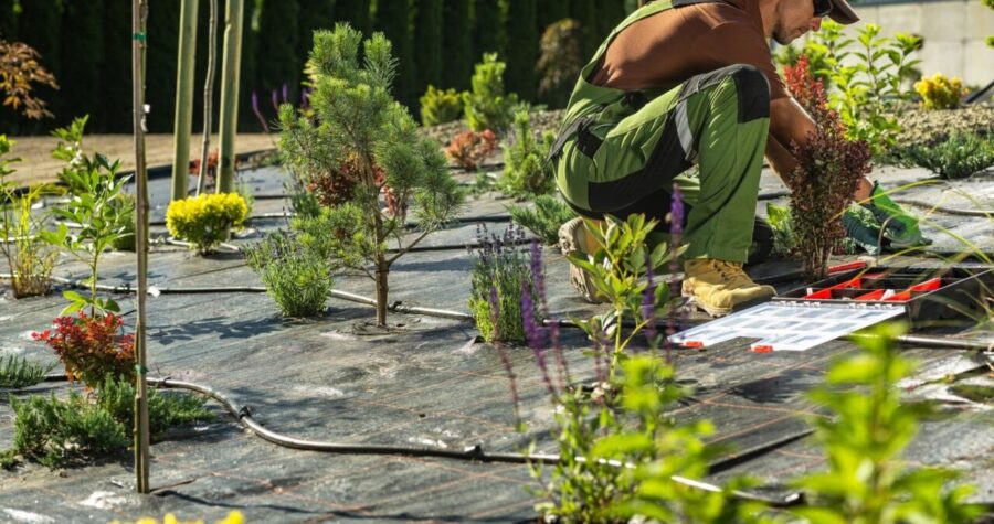 A gardener installing an automatic irrigation system, drip irrigation pipes laid on soil, efficient water management