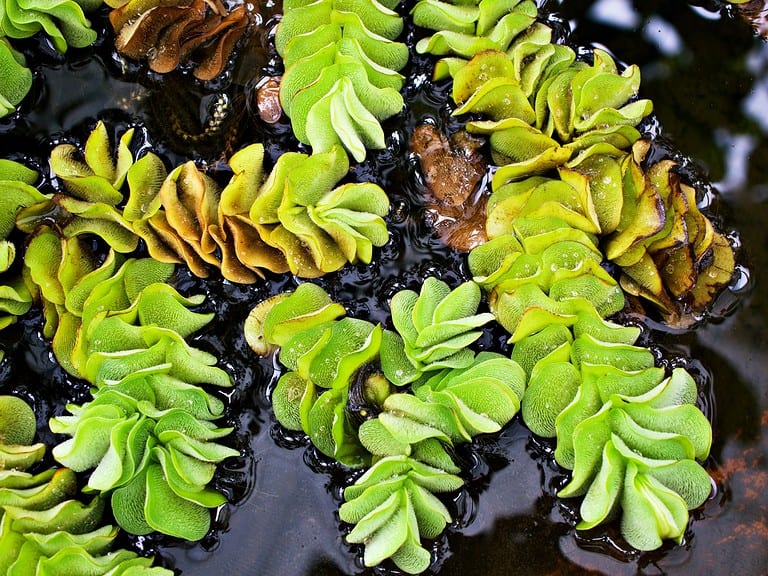 12 Controversial Plants Banned for Their Narcotic Effects