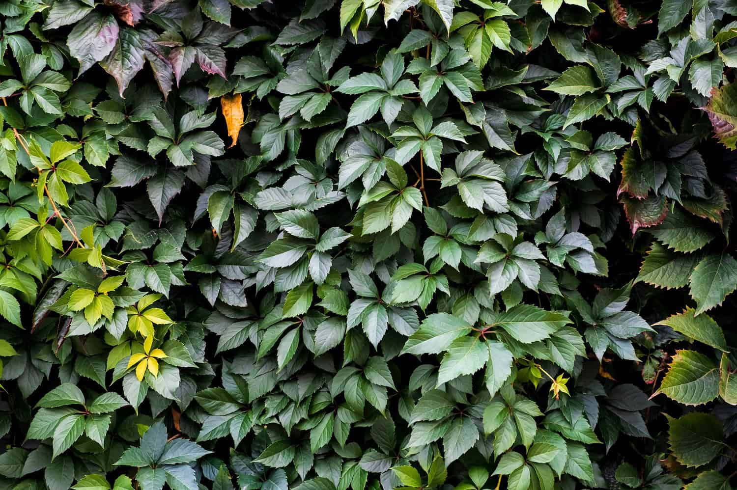 Dense cluster of green and purple-tinted Grape Ivy (Cissus rhombifolia) leaves, with occasional yellow leaves, creating a textured, natural wall of foliage
