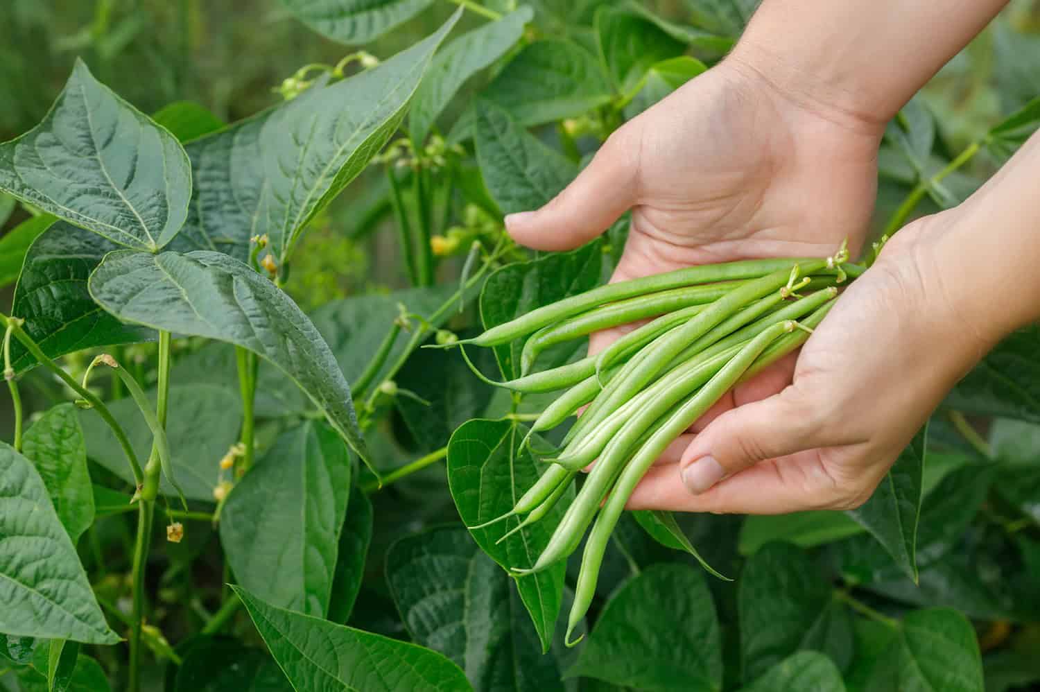 Beginner Plants That Are Basically Unkillable * Big Blog of Gardening