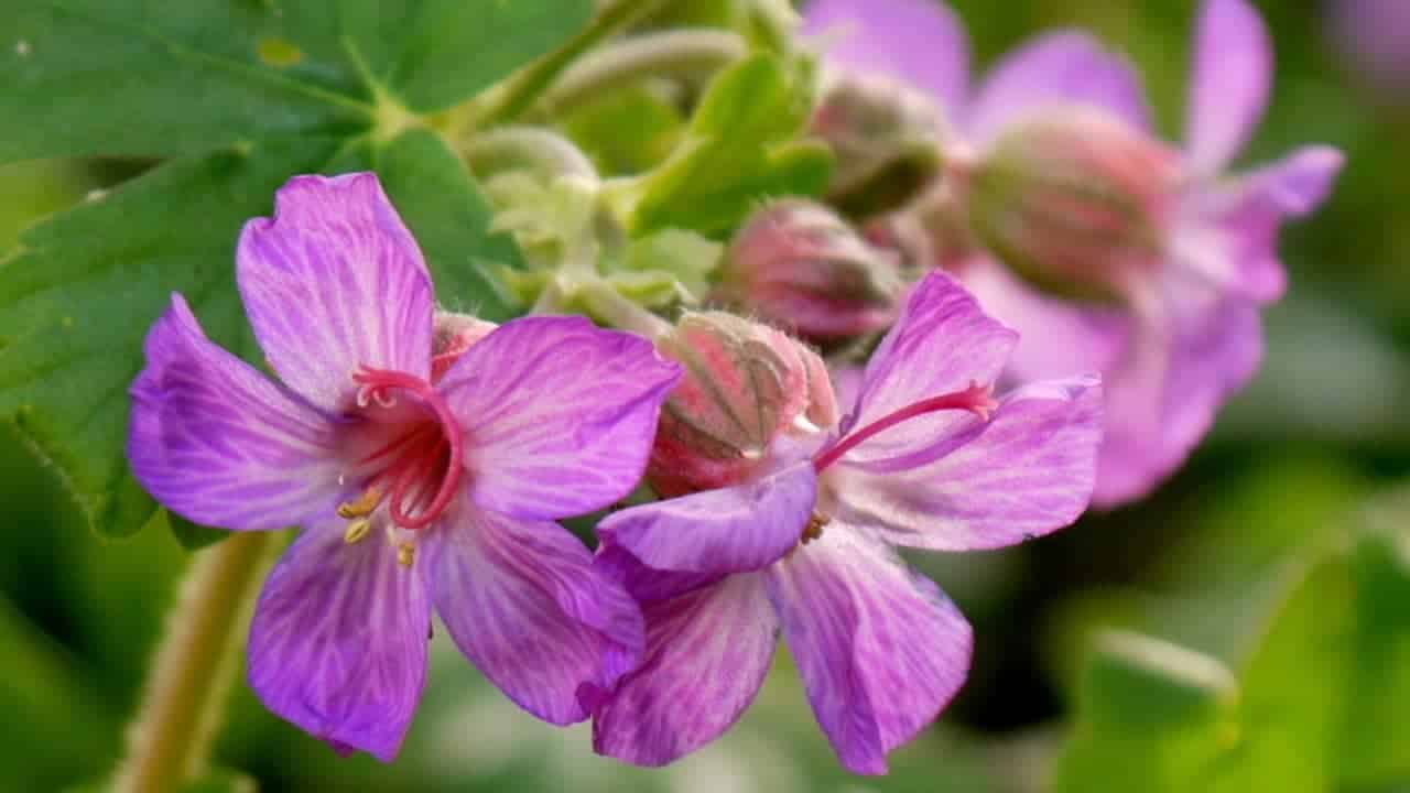 Geranium macrorrhizum, hardy geranium