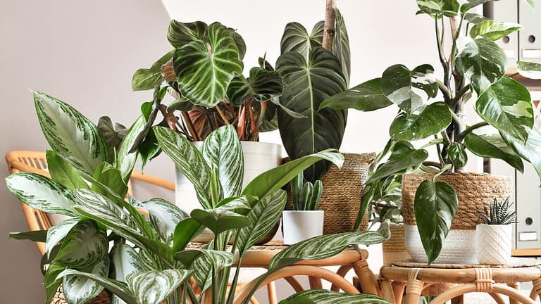 Different tropical houseplants like Philodendron or Chinese Evergreen in basket flower pots on wooden tables.