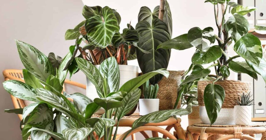 Different tropical houseplants like Philodendron or Chinese Evergreen in basket flower pots on wooden tables.