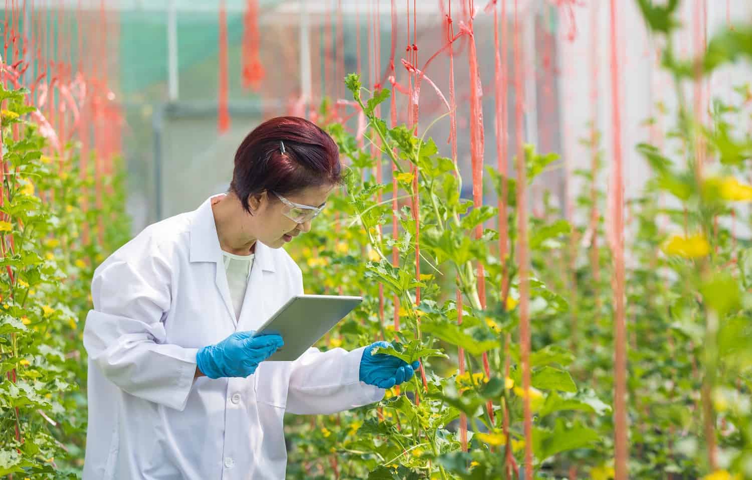 A scientist wearing protective gloves and a lab coat, using a tablet to monitor plant growth in a greenhouse, with vines and red strings supporting the plants
