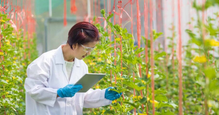 A scientist wearing protective gloves and a lab coat, using a tablet to monitor plant growth in a greenhouse, with vines and red strings supporting the plants