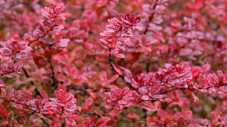 Soft focus of wet Japanese barberry, also called Thunberg's barberry, red barberry during Autumn in Tasmania, Australia Background of Berberis thunbergii leaves Soft focus