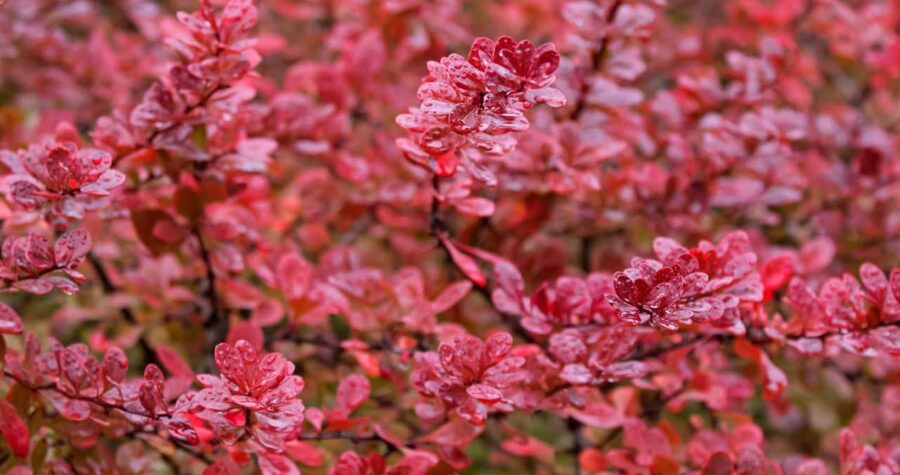 Soft focus of wet Japanese barberry, also called Thunberg's barberry, red barberry during Autumn in Tasmania, Australia Background of Berberis thunbergii leaves Soft focus