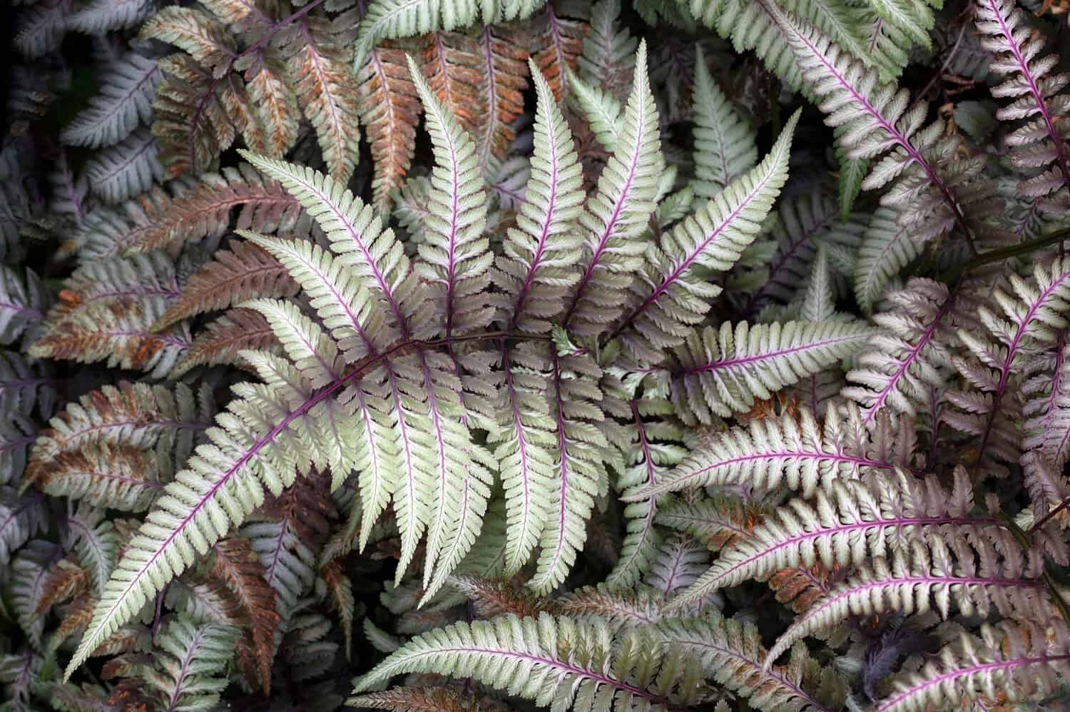 Delicate fern fronds, purple-veined leaves, intricate patterns, vibrant green foliage, soft texture, natural plant growth, close-up view of unique fern species