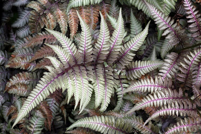 Delicate fern fronds, purple-veined leaves, intricate patterns, vibrant green foliage, soft texture, natural plant growth, close-up view of unique fern species