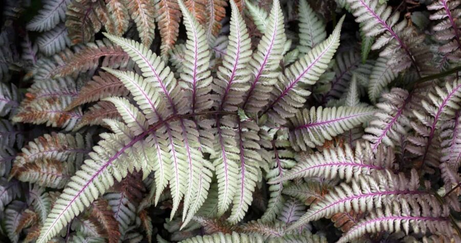 Delicate fern fronds, purple-veined leaves, intricate patterns, vibrant green foliage, soft texture, natural plant growth, close-up view of unique fern species