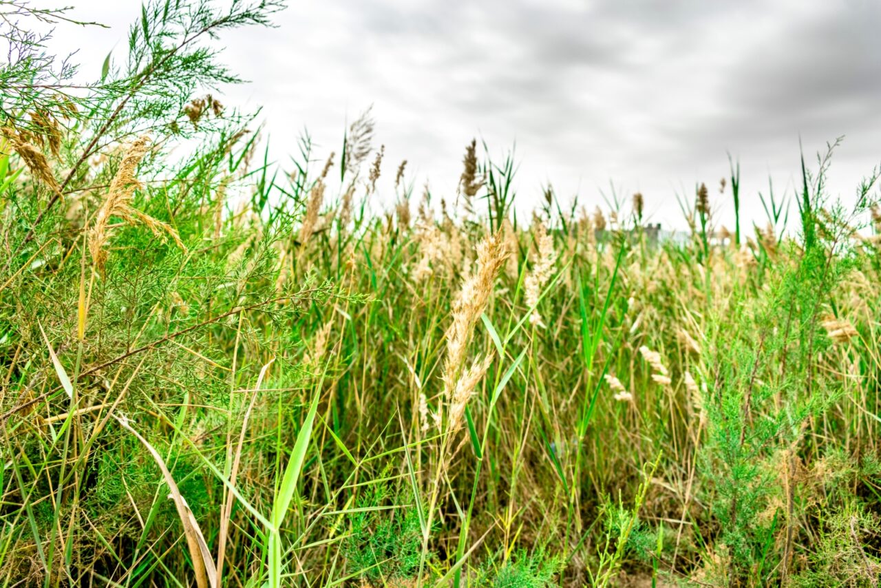 Tall, dense green stalks of quackgrass growing in a sunlit field, some lower stems fading to brown