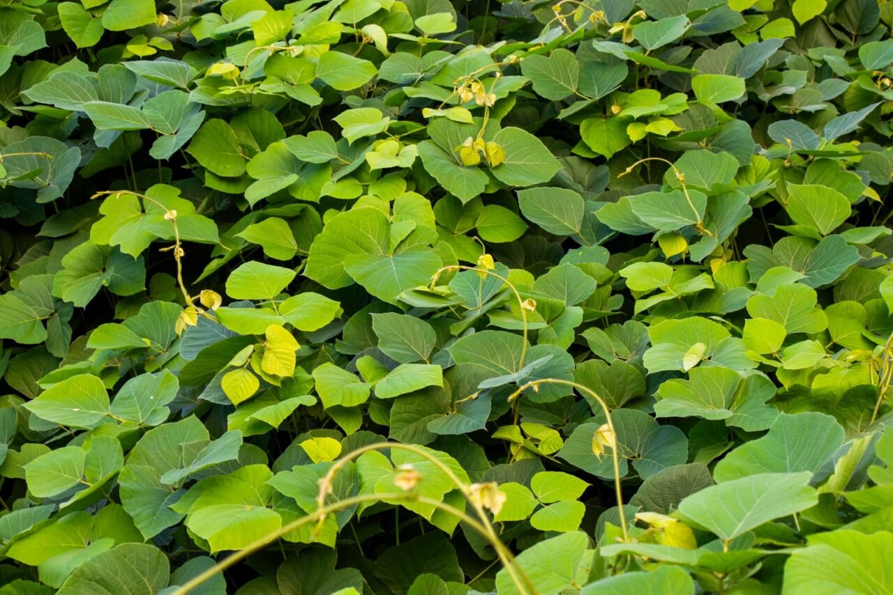Dense green vegetation with heart-shaped leaves covering ground, possibly sweet potato vines or morning glory, growing in bright light