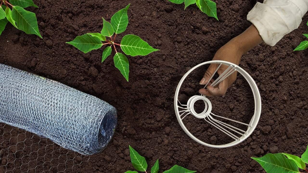 Person using the wire frame of a lampshade and chicken wire to cover a plant in their garden