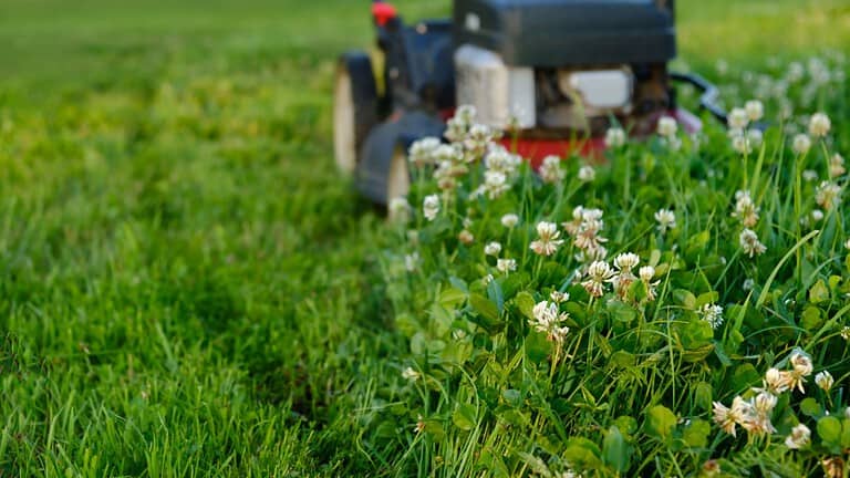 Lawn mower on green grass background. Petrol machine for cutting. Garden care. Electric equipment. Side view. Copy space. Lots of clover weeds