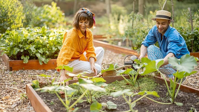 Man and woman kneeling in raised garden bed, mulching young pumpkin plants with grass clippings in home vegetable garden