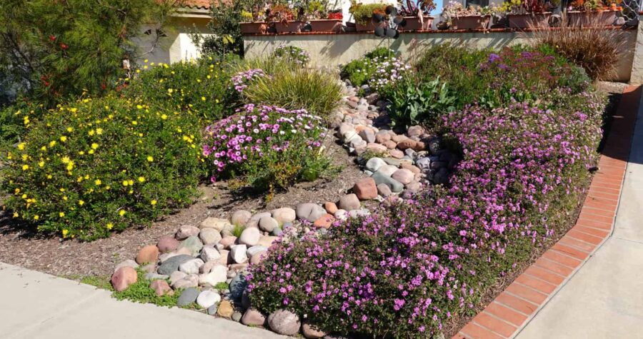 Colorful flower garden, winding path of pebbles, vibrant purple and yellow flowers, well-maintained landscaping, mix of rocks and plants, natural garden design