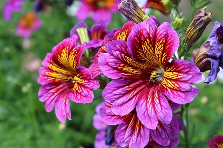 12 Plants You’ll Regret Not Planting to Stop Weeds and Bring Pollinators