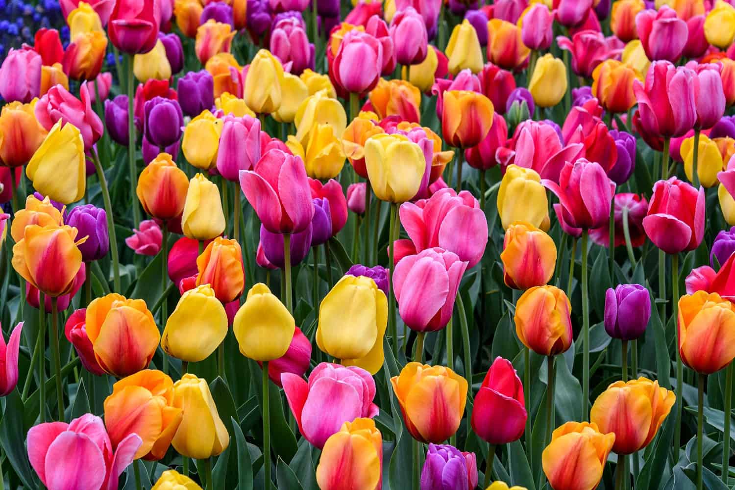 A vibrant field of pink, yellow, and orange tulips, lush green stems, a colorful spring garden