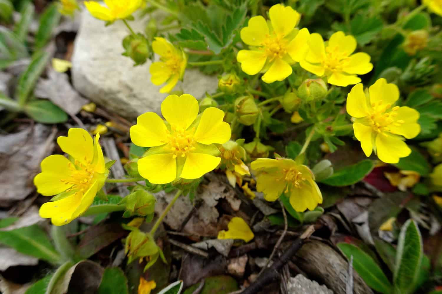 Bright yellow Potentilla flowers with five petals blooming among green foliage on rocky ground with leaf litter and twigs