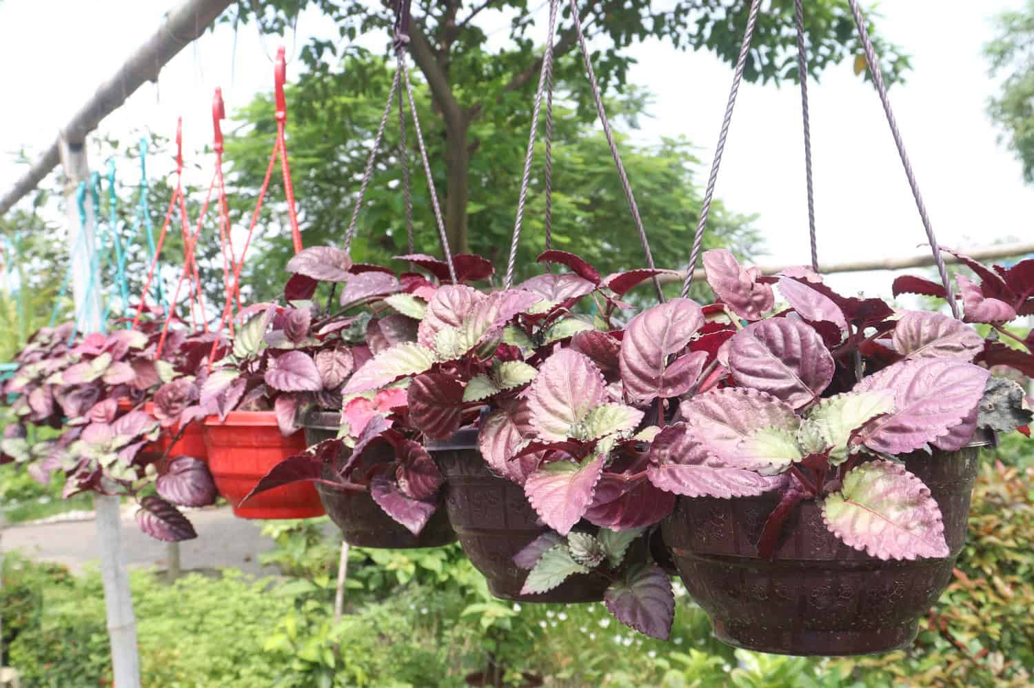 Hanging baskets filled with vibrant purple waffle plants, suspended by chains, against a lush green outdoor backdrop with trees and foliage