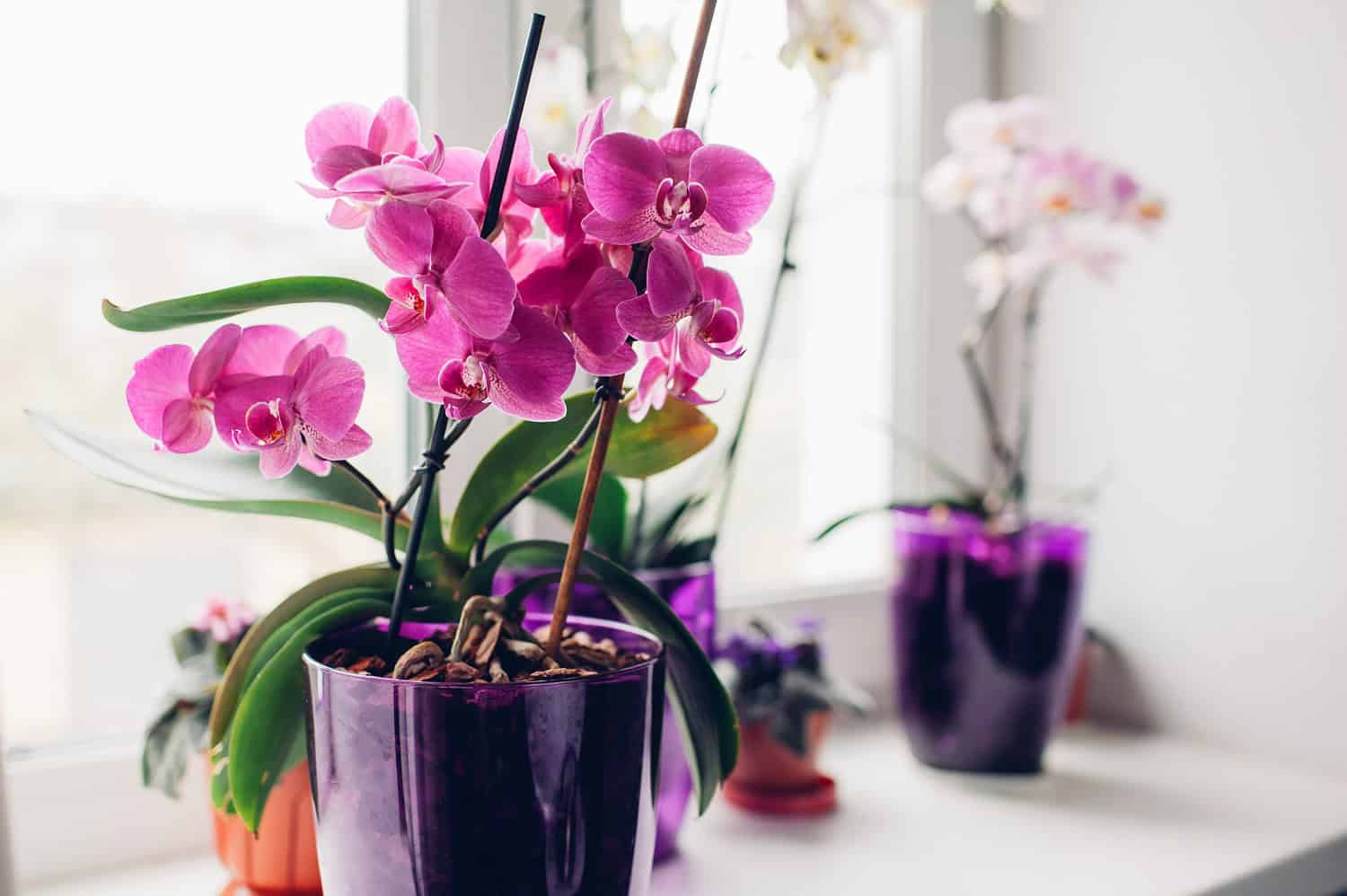 Pink Phalaenopsis orchids in purple pots, placed near a bright window, surrounded by other potted orchids, elegant indoor decor, vibrant floral display