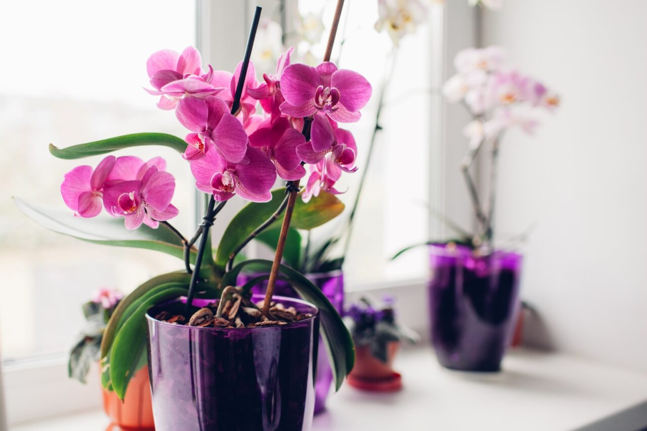 Pink Phalaenopsis orchids in purple pots, placed near a bright window, surrounded by other potted orchids, elegant indoor decor, vibrant floral display