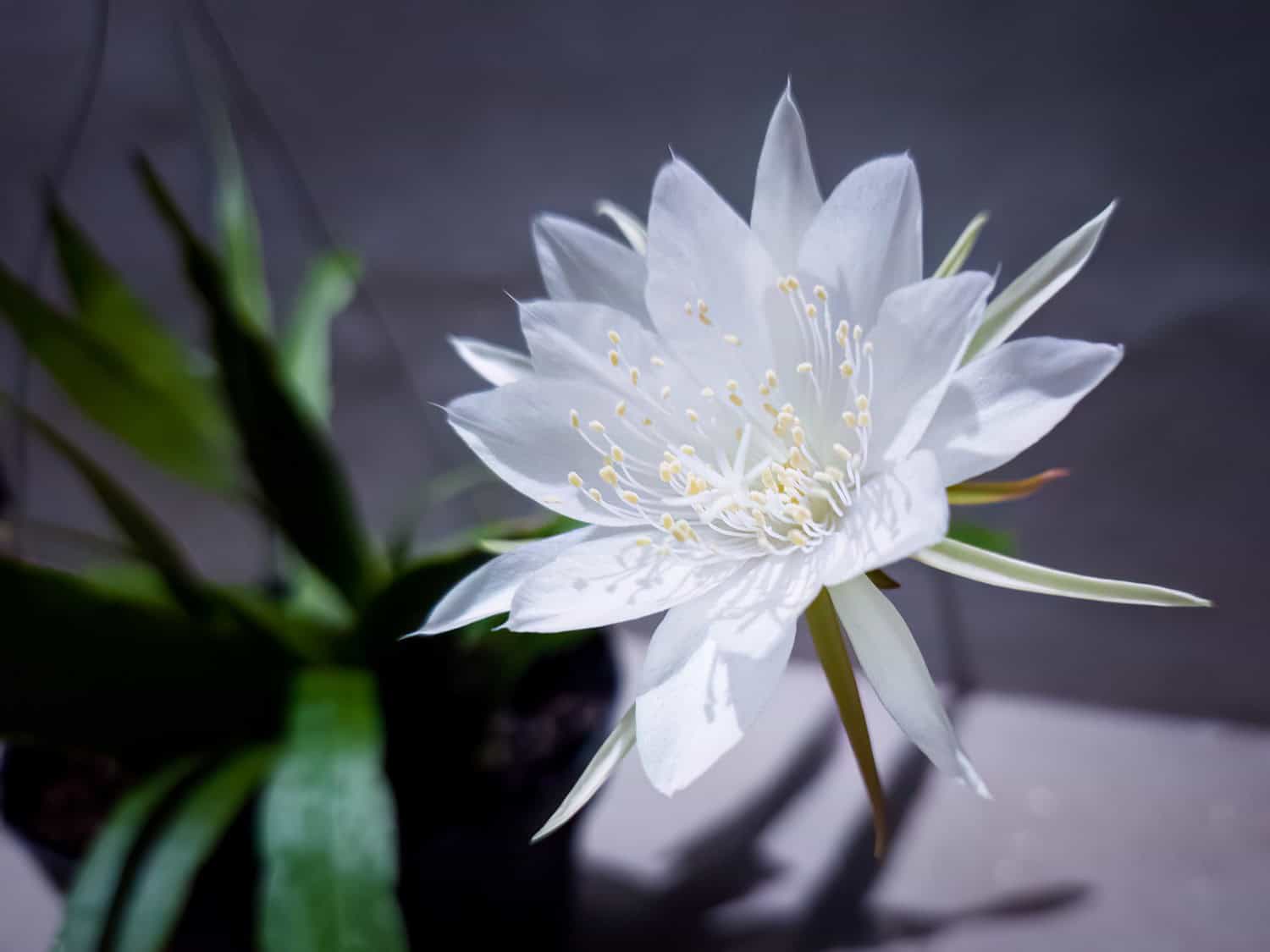 White night-blooming cereus flower with delicate petals and long stamens against dark background, with green leaves visible