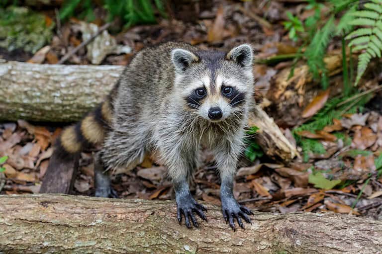 17 Ways your garden damages your home