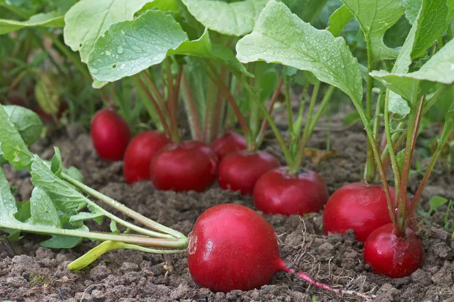 Bright red radishes with green leaves growing in moist, dark soil, some fully above ground, fresh and ready for harvest