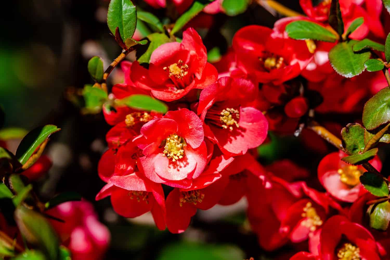 Red flowering quince blossoms, golden stamens, green leaves, sunlight shining on petals, ornamental garden shrub