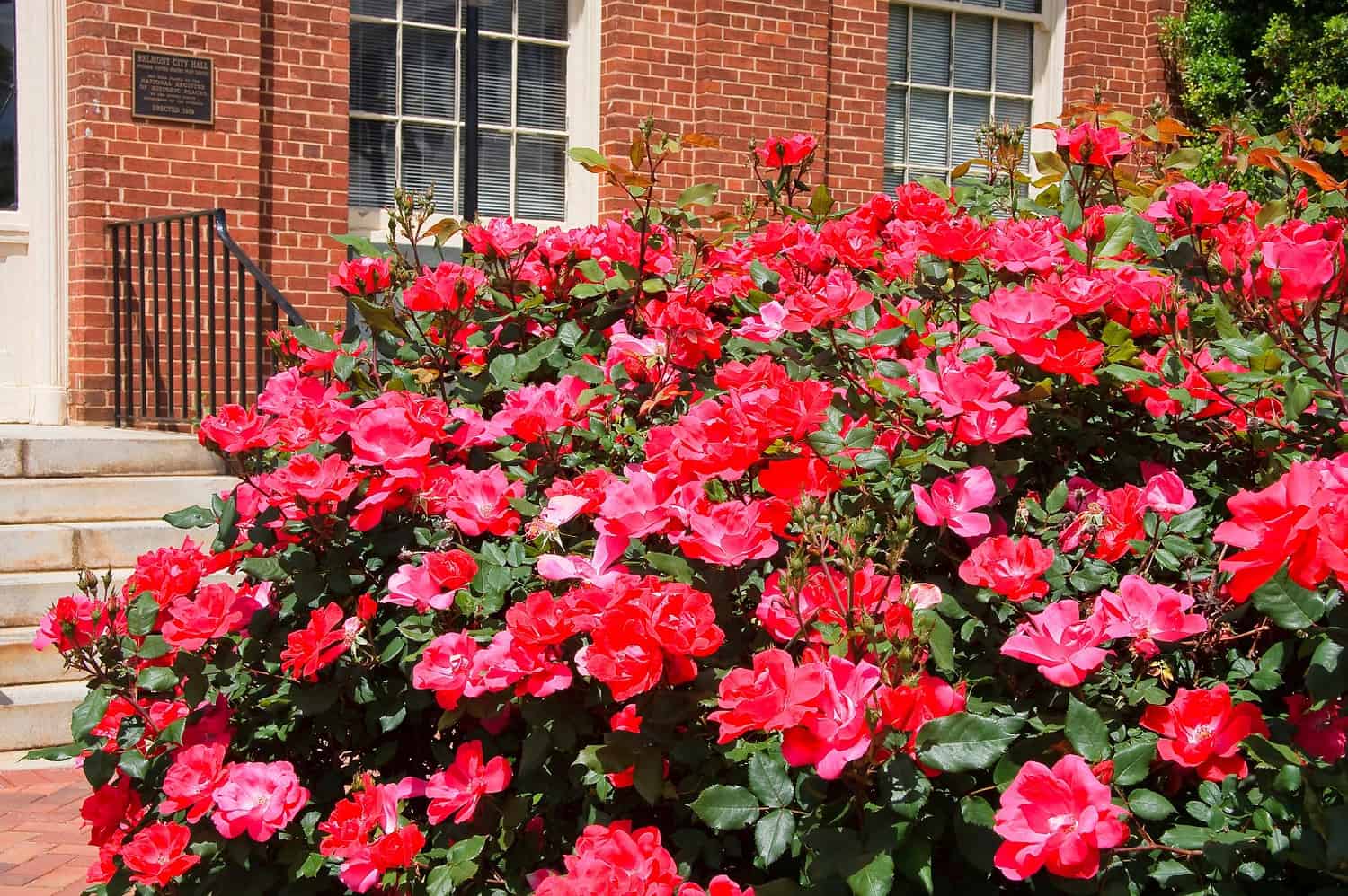 Vibrant red roses in full bloom against a brick house facade, lush green foliage, window visible in background, bright sunlight illuminating the flowers