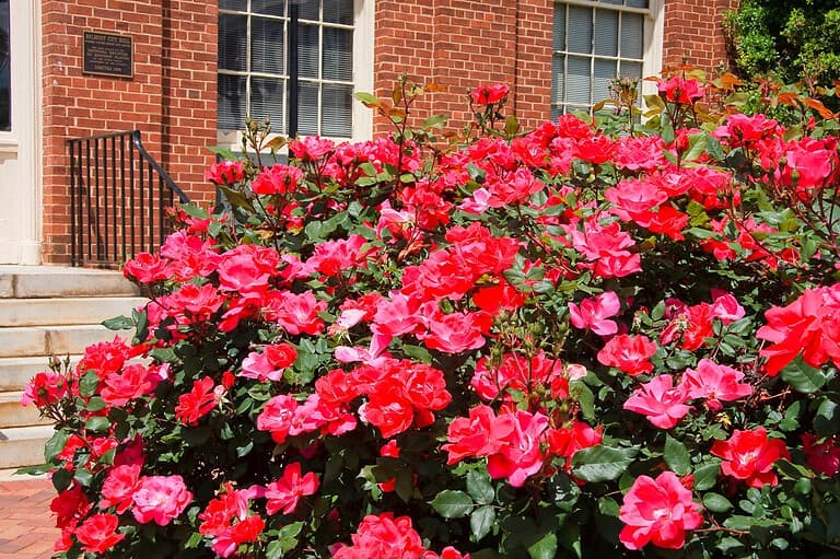 Vibrant red roses in full bloom against a brick house facade, lush green foliage, window visible in background, bright sunlight illuminating the flowers
