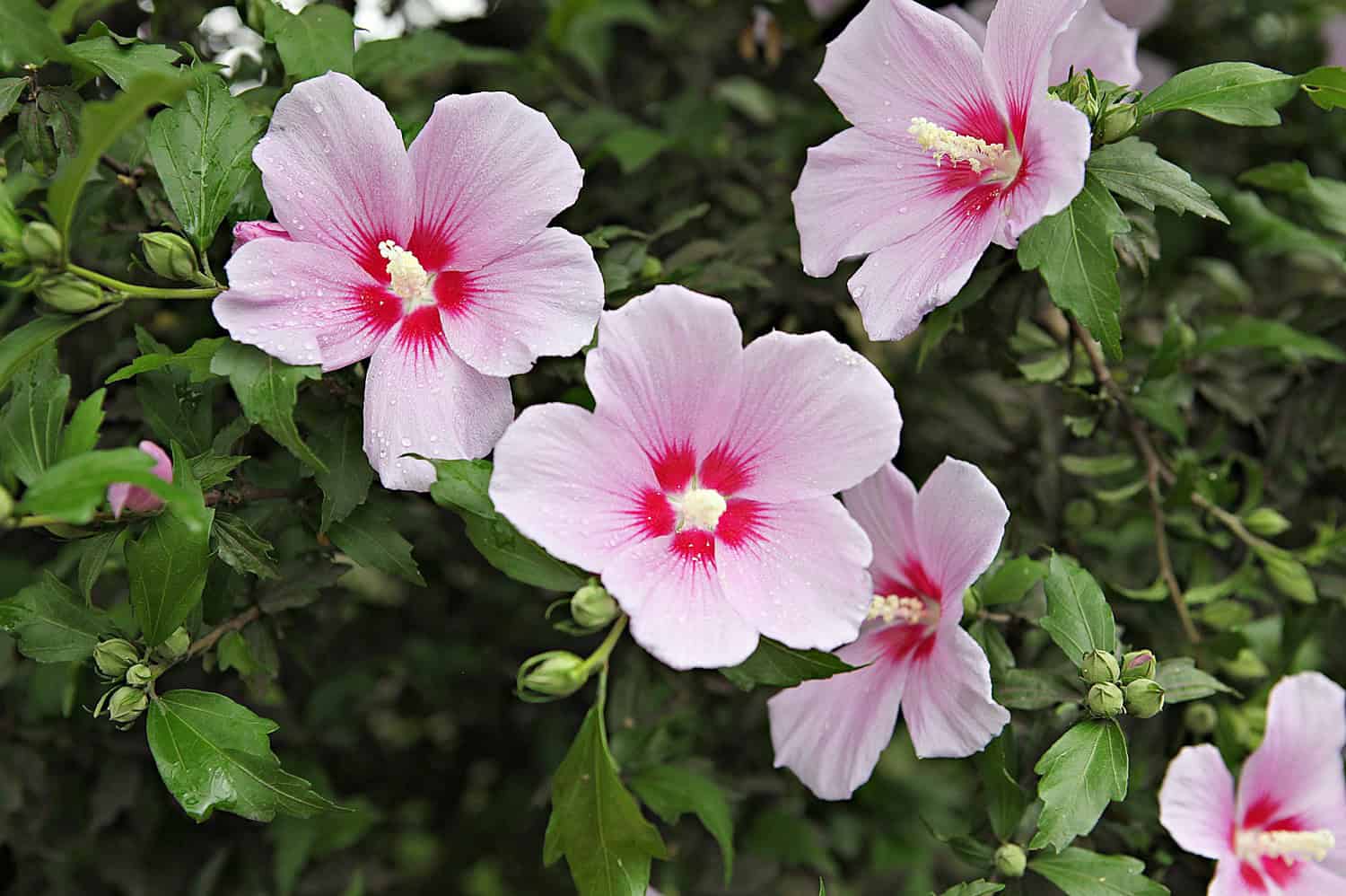Light pink rose of Sharon flowers with bright red centers blooming on a green shrub against darker foliage background