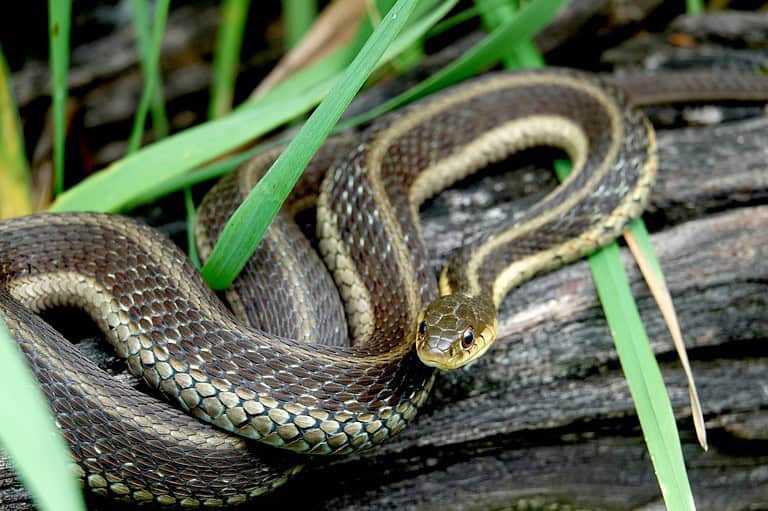 15 Common Garden Habits That Attract Snakes