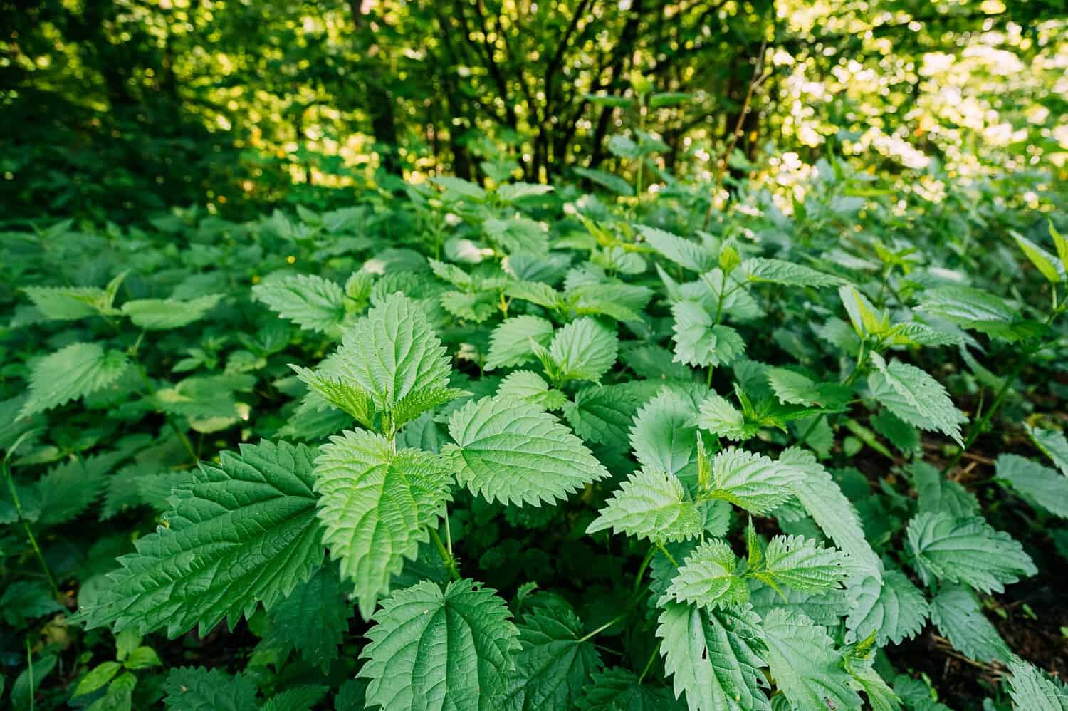 A dense patch of stinging nettle plants with serrated green leaves, growing in a sunlit forest with blurred trees in the background