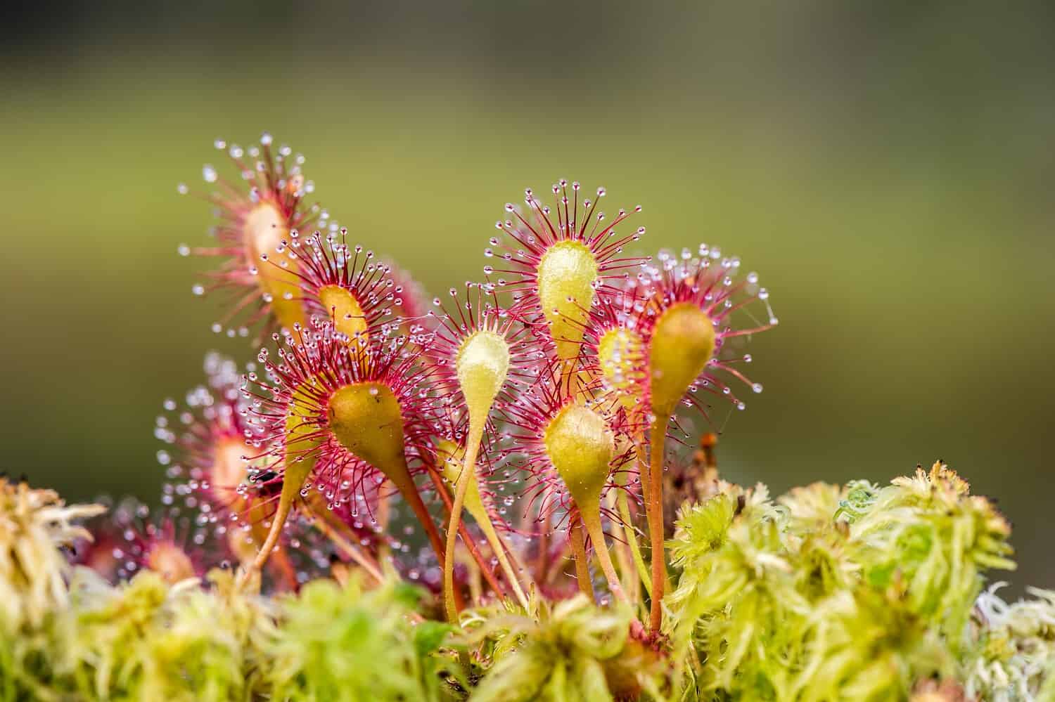 The image shows a close-up of a carnivorous plant, likely a sundew, with glistening, sticky tentacles, vibrant red and yellow colors, small droplets of dew on the tentacles