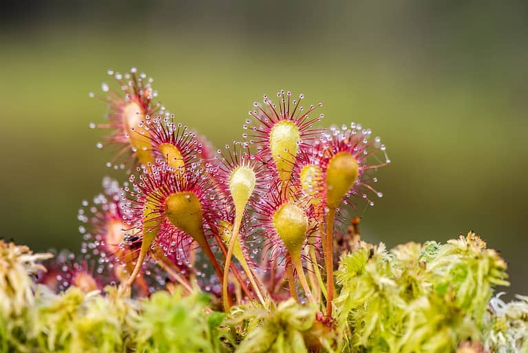 The image shows a close-up of a carnivorous plant, likely a sundew, with glistening, sticky tentacles, vibrant red and yellow colors, small droplets of dew on the tentacles