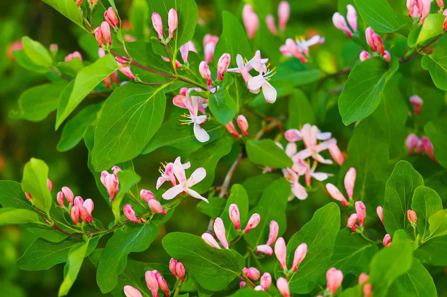 Pink and white honeysuckle flowers, green leaves, blooming in spring, delicate petals, vibrant garden scene