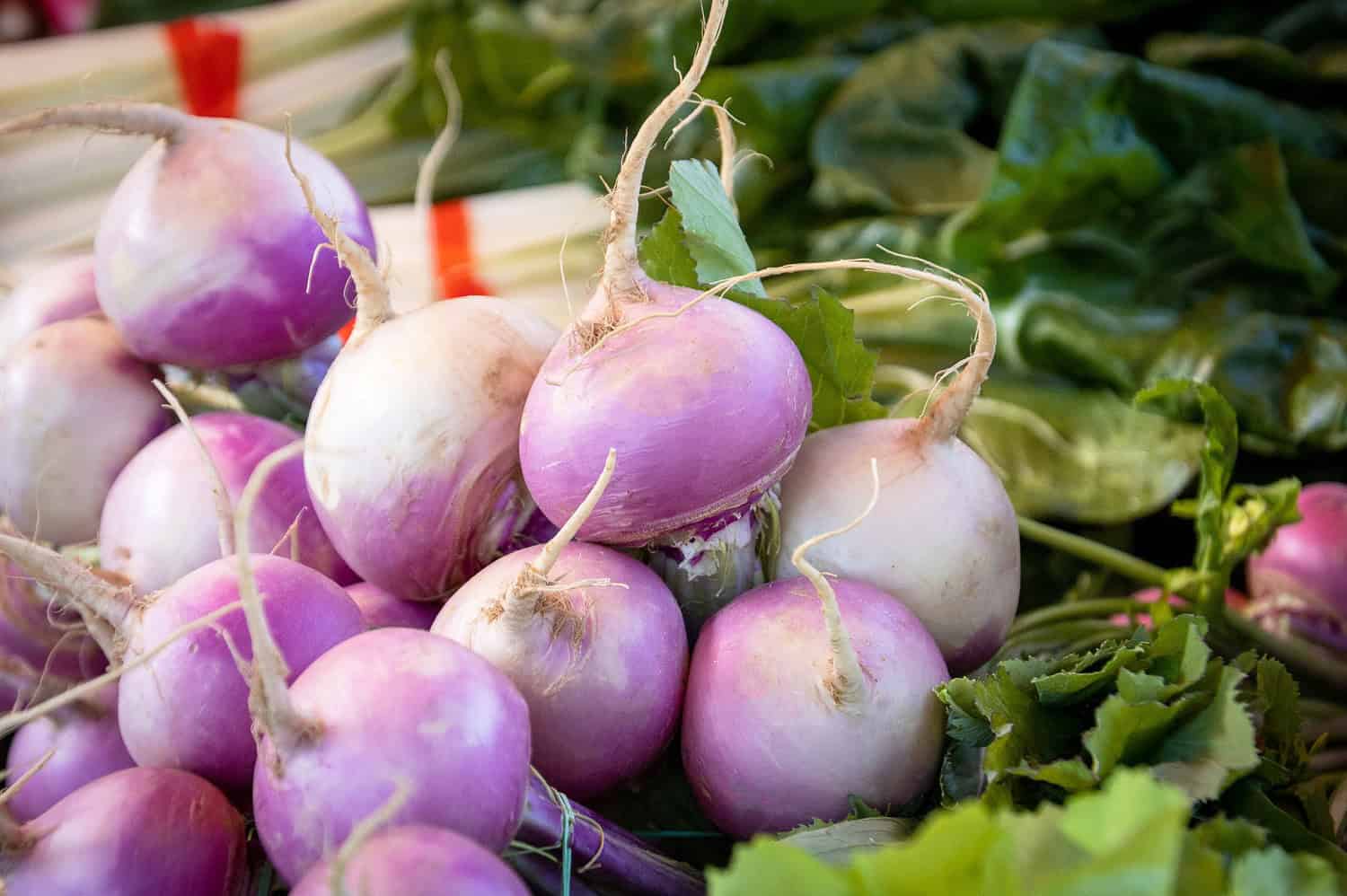 Fresh purple and white turnips with green tops attached, clustered together, bright vibrant colors, recently harvested root vegetables, market-ready produce